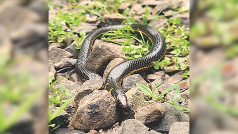  Snake News