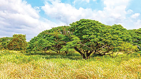 Hawaiian Islands | 