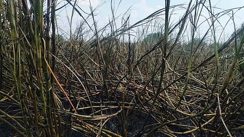 Parbhani Sugarcane Fire : दुष्काळात तेरावा महिना; शॉर्टसर्किटमुळे पाच एकर ऊस जळून खाक