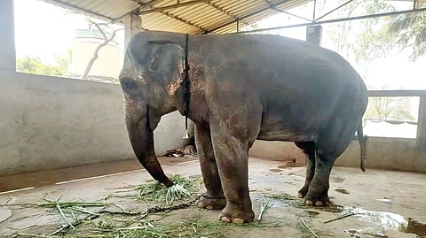 Madhuri Elephant |