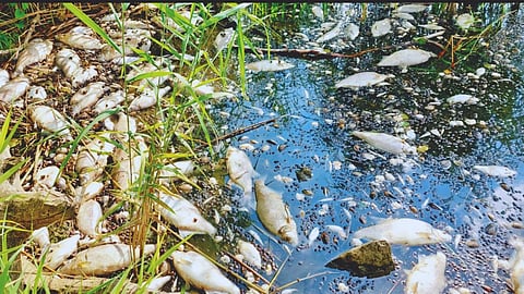 Water Pollution