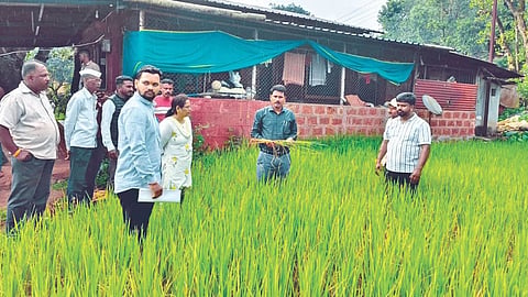Mahabaleshwar News