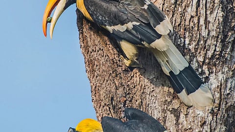 Great Hornbill | महाधनेश : एकपत्‍नी व्रत्ताचे आयुष्यभर पालन करणारा पक्षी! 
