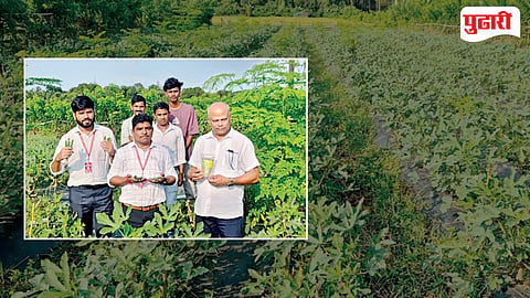 Okra Drumstick Farming