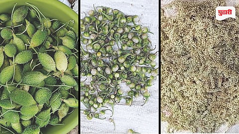 Ambegaon Wild Vegetables