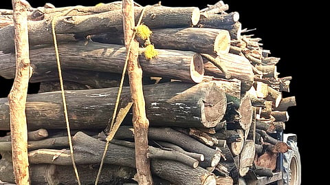 Sangli Illegal Tree Cutting