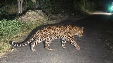 Leopard at Supatre