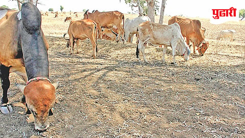 Jalna Agriculture News 