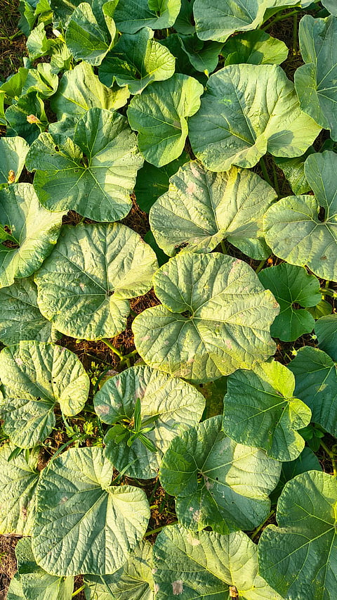 Pumpkin Leaves : काशीफळाच्या पानांची भाजी, हंगामातच मिळते पण आरोग्याच्या अनेक तक्रारी दूर ठेवते!