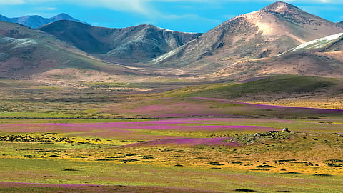 Desierto Florido |