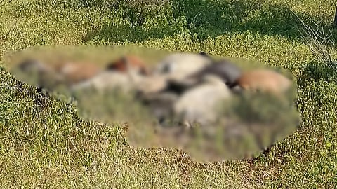 Washim Cows Death 