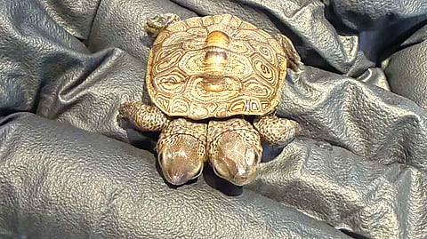 Two-Headed Turtle | 