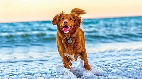 Dogs Recognize Words |