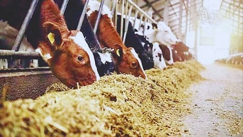 Fodder Availability
