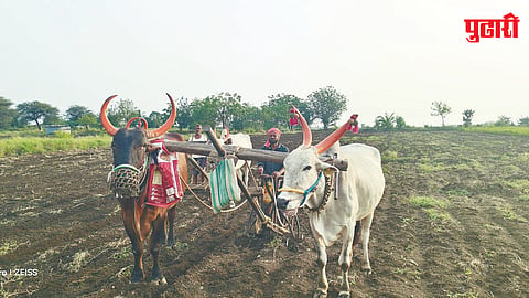 Sowing