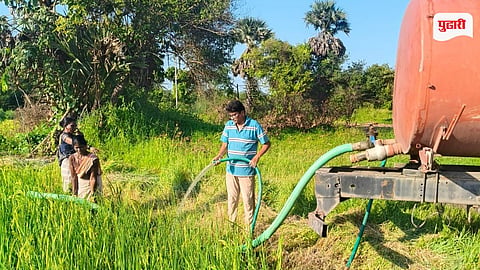 Palghar Rice Farming