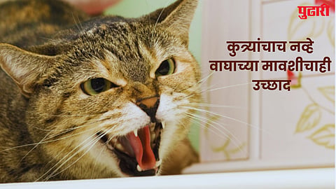 cat bites