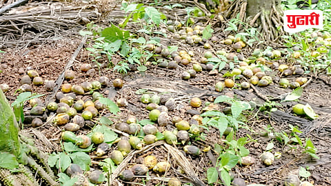 Raigad arecanut farming