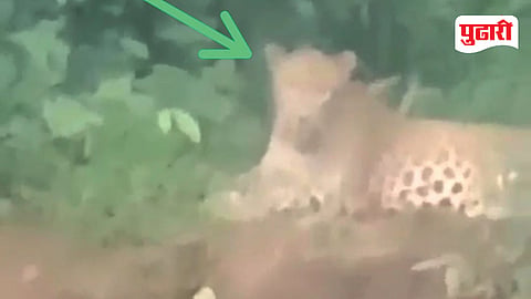 Mahad leopard sighting