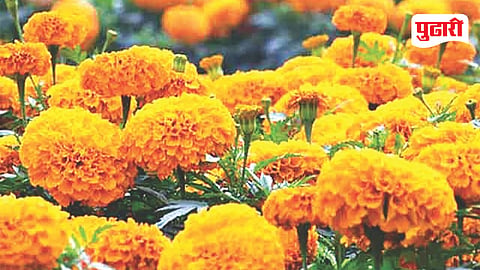 Thane flower prices