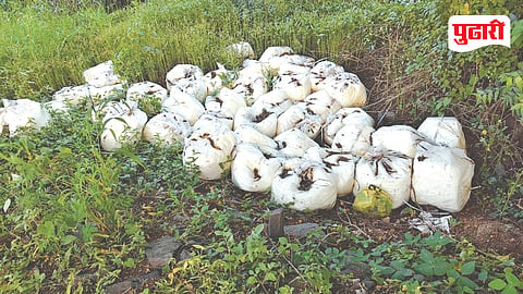 Raigad chemical waste