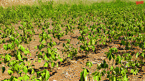 Cotton production