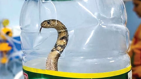 Snakebite | 