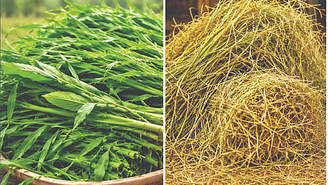 Fodder Security | 