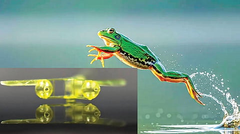 Frog-like Robot |