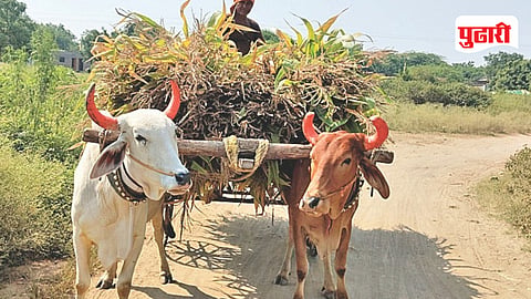 Cattle fodder crisis
