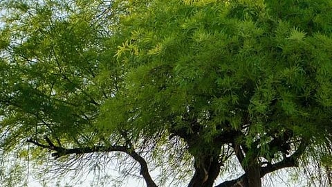 Prosopis Juliflora