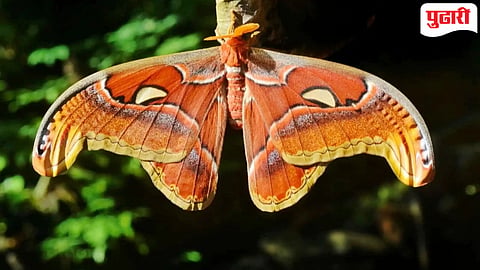 Atlas Moth : जगातील सर्वात मोठा पतंग, 'ॲटलस मॉथ!' ( छाया - मंगल राणे, ठाणे - मुंबई) 