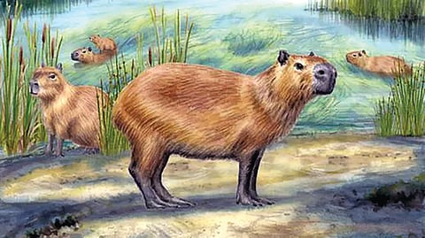 Ancient Capybara Tooth |