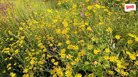 Pimpergane Wildflowers