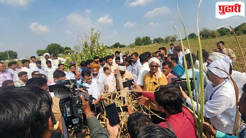 Beed Drought | ‘आता या पिकाला काडी लावून जाळून टाकायचे का?’ 