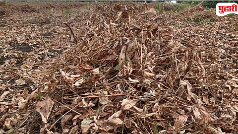 Purna  Soybean Crop Loss
