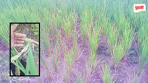 Mangaon Rice Crop