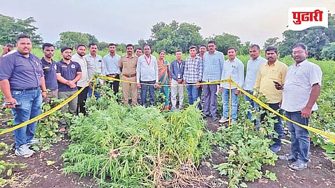 Kandhar Ganja Seizure