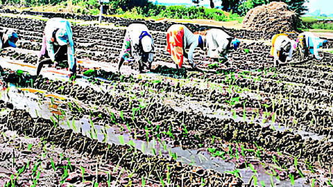 agriculture 