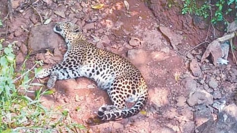 Satara Leopard Rescue : कोयनानगरमध्ये जखमी बिबट्या जेरबंद