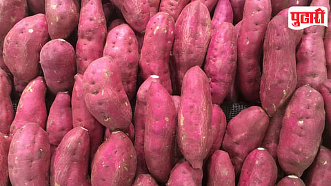 Sweet Potato