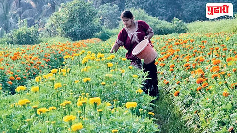 Goa Flower Farming