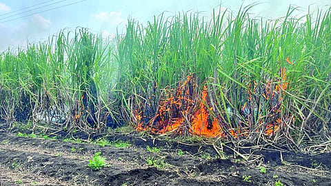 Belgaum Sugarcane Fire : दहा एकरातील ऊस भस्‍मसात