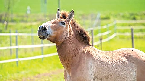 Kazakhstan Wild Horse Birth | 