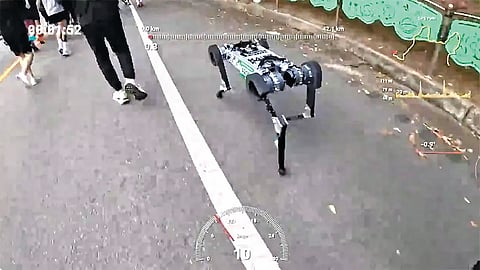 South Korean Robot Dog |