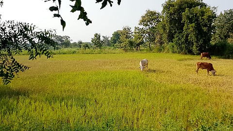 Chandrapur Drought हतबल शेतकऱ्याने उभ्या धान पिकात बांधली बैलं! 