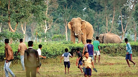 Elephant Attacks