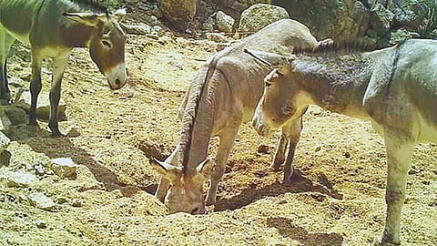 Donkey News
