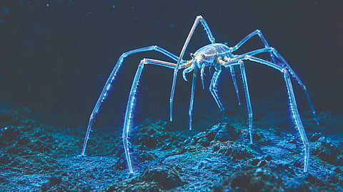Giant spider
