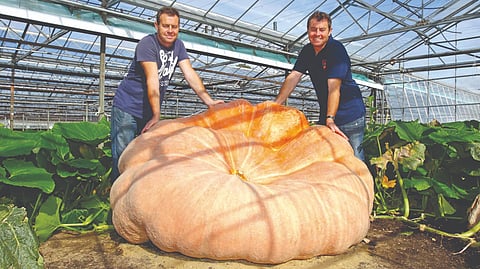 Largest Fruits